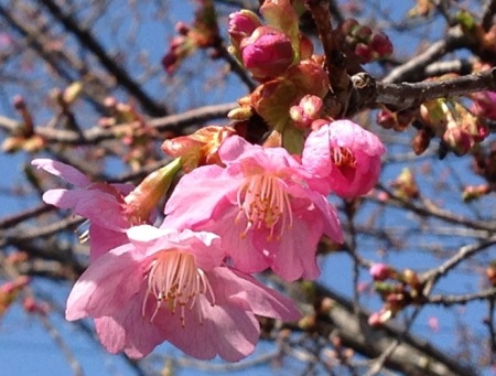 4月1日河津桜