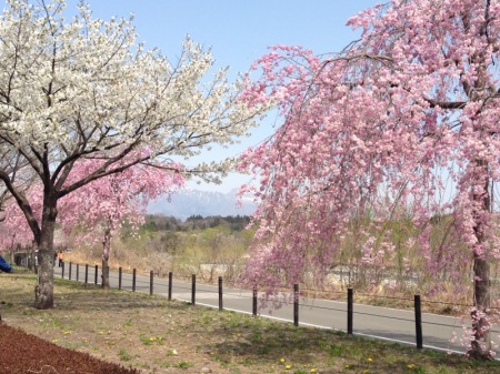 鳥野目しだれ桜