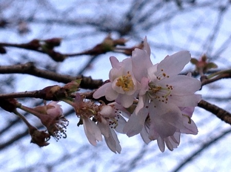 四季桜