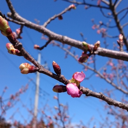 ブログ用河津桜20160321_121808.jpg