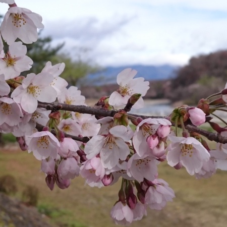 ぶろぐｓａｋｕ20160408_081247.jpg