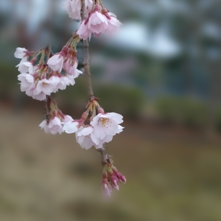 桜　ブログ120160407_064447.jpg