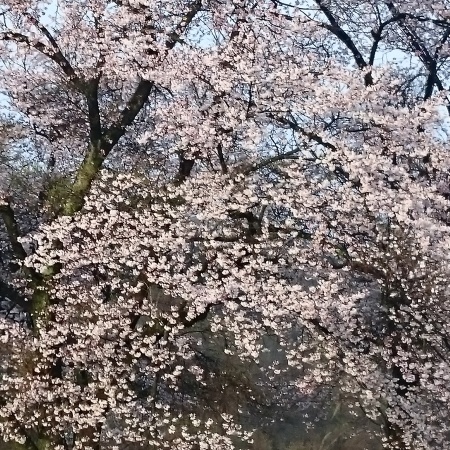 桜　6　_0028.JPG