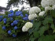 DSCN0619.JPG