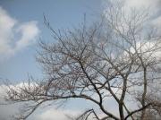 桜の樹.JPG