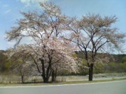 20100414104736.jpg