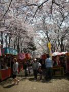 桜祭り2.JPG