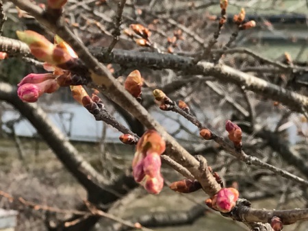 河津桜