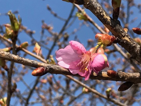 20180326河津桜