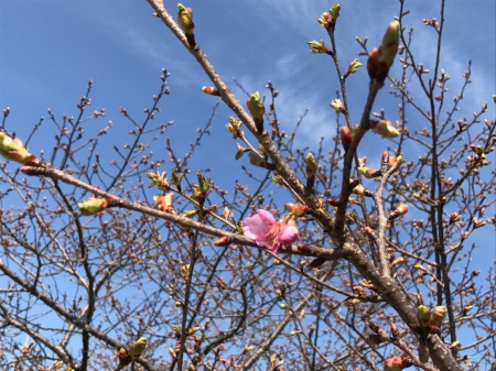 20160326河津桜2