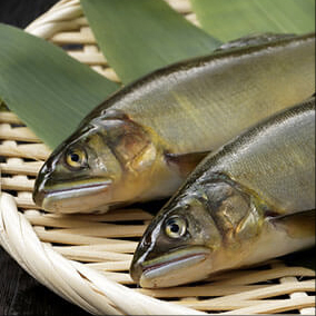 荒川養魚所の鮎