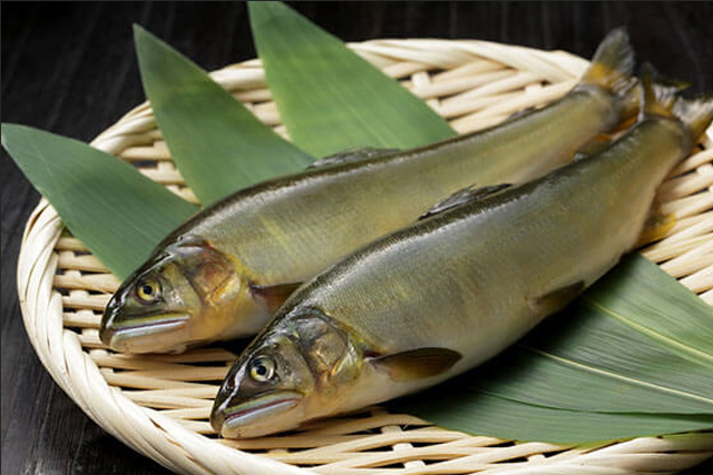 荒川養魚所の鮎